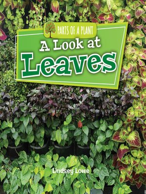 cover image of A Look at Leaves